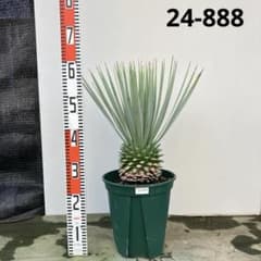 ユッカ　ロストラータ【24-775】超美形　シルバーブルー ユッカ ロストラータ【24-888】超美形 シルバーブルー - メルカリ