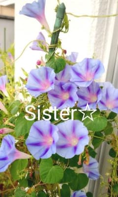 西洋朝顔 ブルースター 種20粒のサムネイル