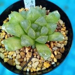 ハオルチア 多肉植物 オブツーサ錦 マリン ☆サービス品☆ 多肉植物ハオルチアオブツーサ(オブツーサ錦•マリン)④