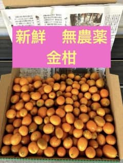 金柑(1.2kg)のサムネイル
