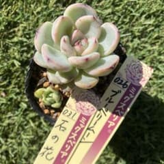 ブルーベリームーン 石の花 多肉 ミックスベリア おらいさん苗 抜き苗
