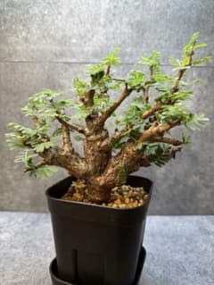 センナ メリディオナリス 海外実生 発根済み 281 - メルカリ