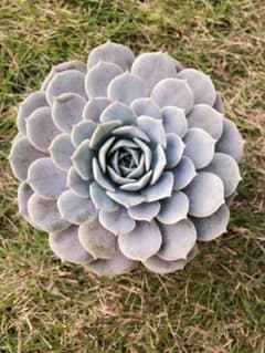 多肉植物 リラ抜き苗（大）のサムネイル