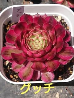 ☆多肉植物☆グッチ・アエオニウム☆のサムネイル