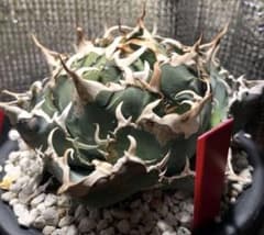 アガベ　白鯨　pup2のサムネイル