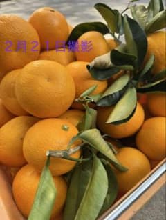 9.5kg 八朔（はっさく）【農家直送・栽培期間中不使用】静岡産｜３月１日発送のサムネイル