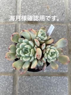 おらいさん苗、ラウリンゼ×沙羅姫牡丹のサムネイル