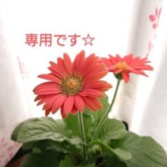 専用です。のサムネイル