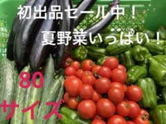 採れたて新鮮 夏野菜セット 詰め合わせのサムネイル