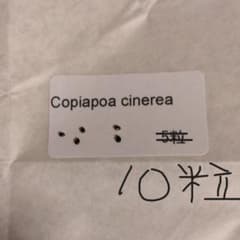 コピアポア・黒王丸 種子10粒 Copiapoa cinerea