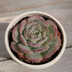 ヒアリナgilo×ラウレンシス☆実生苗☆交配苗☆多肉植物☆エケベリア