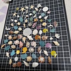 小さな貝殻お試しセットNo.3のサムネイル