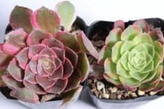 アエオニウム 2種3点セット　yuki♡　メルカリ便発送 多肉植物 アエオニウム2品種セット「黒魔錦&Halloween Milky Wh - メルカリ