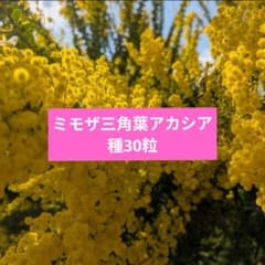 ミモザ三角葉アカシア 種30粒 - メルカリ