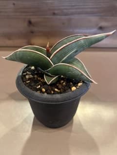 【斑入り】Sansevieria Rorida サンスベリア ロリダのサムネイル