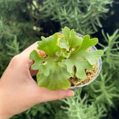 P.ridleyi dwarf silver 5022 - メルカリ