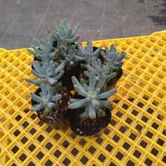 多肉植物乙女心5鉢抜き苗のサムネイル