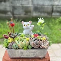 ★多肉植物　寄せ植え〜木樽　ねこちゃん〜そのまま飾れます(*≧∀≦*)★ ♡そのまま飾れる♡ネコちゃんの可愛い多肉植物寄せ植え