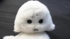 アザラシのぬいぐるみ マスコット ②のサムネイル