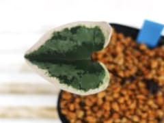 カンアオイ オトメアオイ「東州冠」 - メルカリ