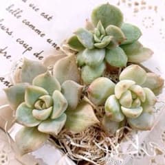 メルカリ便　シャビアナ錦　韓国苗 メルカリ便 シャビアナ錦 韓国苗