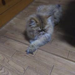 さく様専用のサムネイル