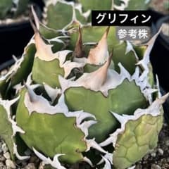 あ*ば様 88 グリフィン 神鷹 アガベ 超希少株 強鋸歯 イラン株 - メルカリ