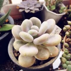 多肉植物●オビフォルメのサムネイル