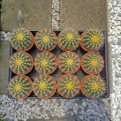 金鯱 4号 と ミニサボテン 群生 サボテン ドライガーデン ロック