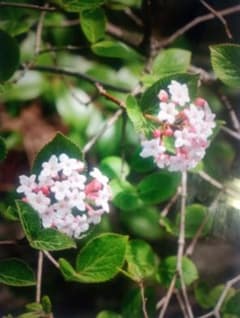 山野草　苗木　苗　土付きポットごと　ガマズミ属　130cm強　チョウジガマズミ 山野草 チョウジガマズミ 20cm強苗木 挿し木苗 - メルカリ