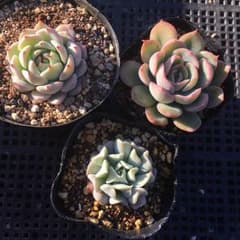 *多肉植物*　エケベリア　野ばらの精　白雪姫　クラウド　抜き苗　3苗セットのサムネイル