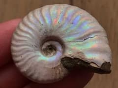 マダガスカル産 アンモナイト化石青（クリオニセラス）ミニサイズ