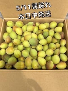 《6kg》❤️完全無農薬栽培　天然青梅❤️のサムネイル