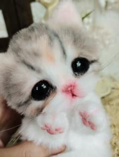 短足♡マンチカン子猫ちゃん♡くりくりオメメ♡アートドール♡ぬいぐるみ♡ 短足♡マンチカン子猫ちゃん♡くりくりオメメ♡アートドール