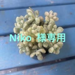 多肉植物　☆だるま秋麗☆抜き苗根付きのサムネイル