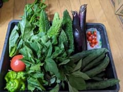 80サイズ　夏野菜詰め合わせのサムネイル