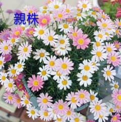 マーガレット 苗 挿し木苗⑧のサムネイル