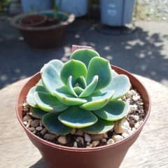 売却済み。3/30訳有り七福神(抜き苗)多肉植物セダム 多肉 七福美尼 群生 抜き苗850円(同梱750円) - メルカリ