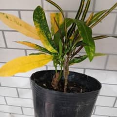 クロトン　苗木 126 【縁起観葉植物】クロトン エクセレント❇️抜き苗発送☆オキナワ