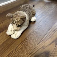 トラの赤ちゃんであり可愛いくて、軽くて持ち歩く時にも簡単にも簡単に持ち歩けます．のサムネイル
