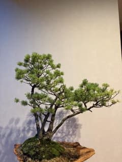 五葉松　株立　石付き　盆栽　練り鞍馬石　盆景　樹高73㎝ 五葉松 株立 石付き 盆栽 練り鞍馬石 盆景 樹高73㎝ - メルカリ