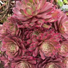 多肉植物。アエオニウム雪姬法師錦カット苗1頭 - メルカリ