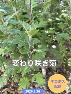 菊／変わり咲き菊／秋咲き菊／菊苗／匿名配送のサムネイル