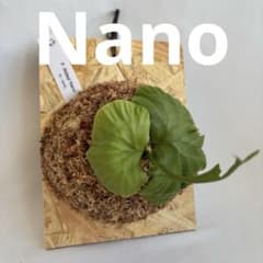P. Ridleyi Nano(TC) 【205】 - メルカリ