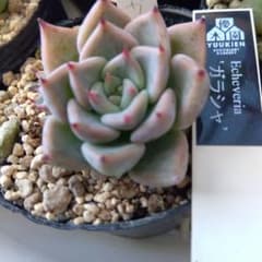 多肉植物 ガラシャ子株付き 優木園 - メルカリ