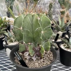 レア サボテン アズテキウム 紅籠 接ぎ木 4号ブラックポット|mercari