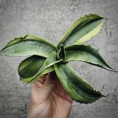 多肉植物・アガベ・オルカ・斑入り・SSS級美株 - メルカリ