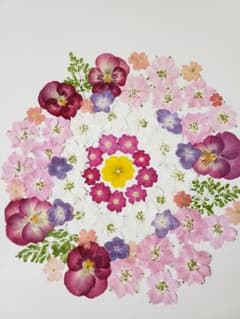 押し花 素材 千鳥セット❁﻿.のサムネイル