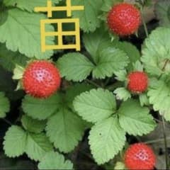 ヘビイチゴの苗のサムネイル