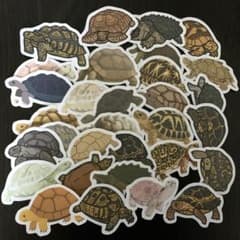 リクガメのフレークシール②